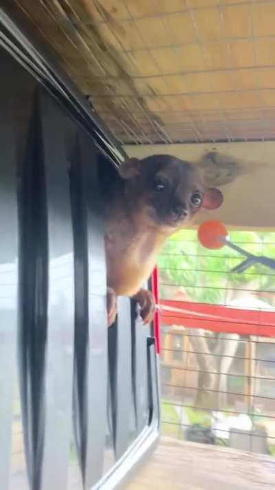 Kinkajous are nicknamed “honey bears” because of their natural sweet tooth. At Kinkatopia Sanctuary in Florida, these cuties are served one “sweet” a day