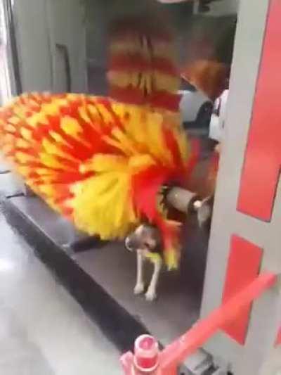 Promoção: Lave o veículo e ganhe um banho para seu pet.