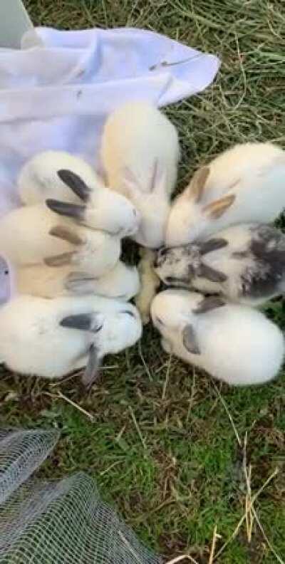 8 bunnies & 1 banana 🐰🐰🐰🐰🍌🐰🐰🐰🐰