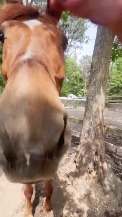 His breed is a red. I think I took the joke too far.