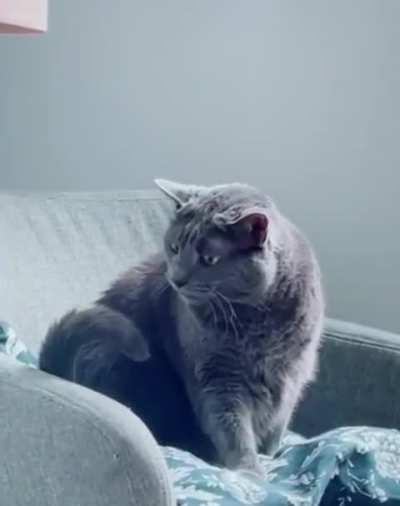 Cat doing cat things