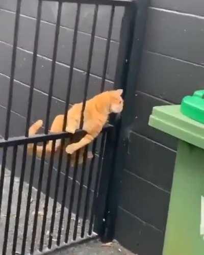 Two types of cats 😂