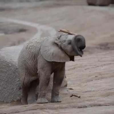 Curious baby elephant