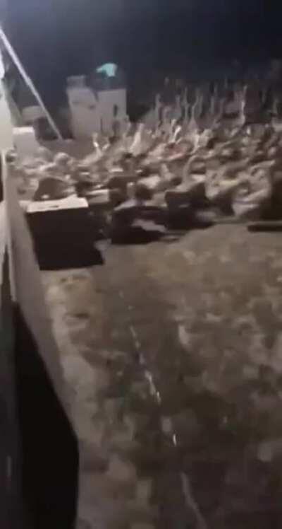 Mother goose needs us