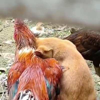 When your best friend is a rooster