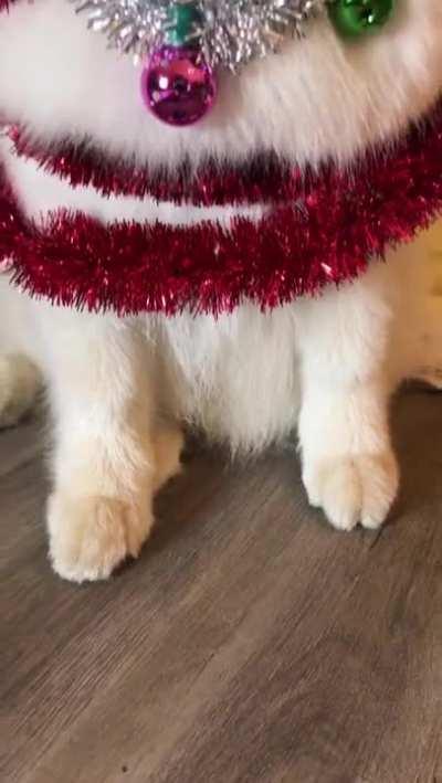 What a beautiful furry Christmas tree.