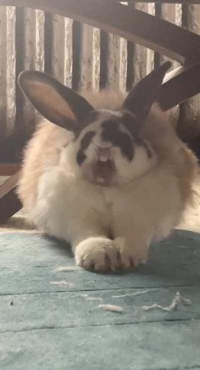 Finally caught a Cookie yawn on camera!!