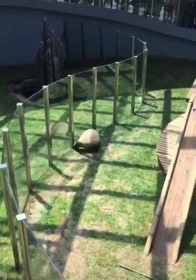 They see me rollin…