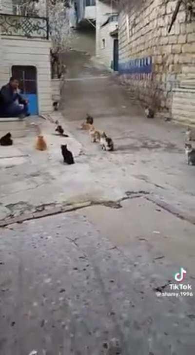 Khutba on how to be a better meowslim