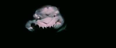 I don't know if it's a repost, but it's really interesting info about sharks