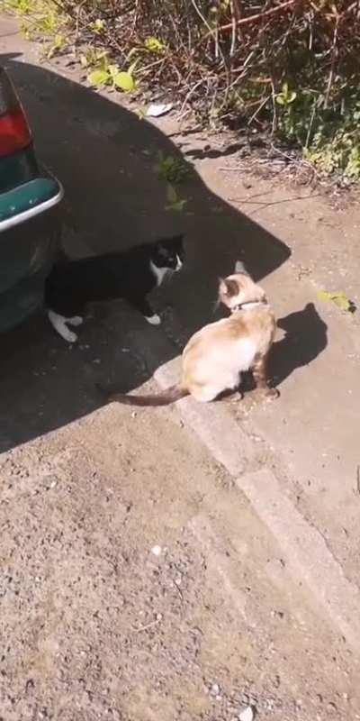 Stole a kiss! Try catch me 🐈