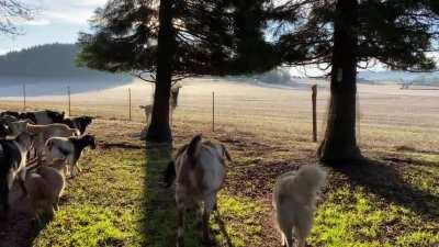 Here’s your happy distraction for today! ❤️