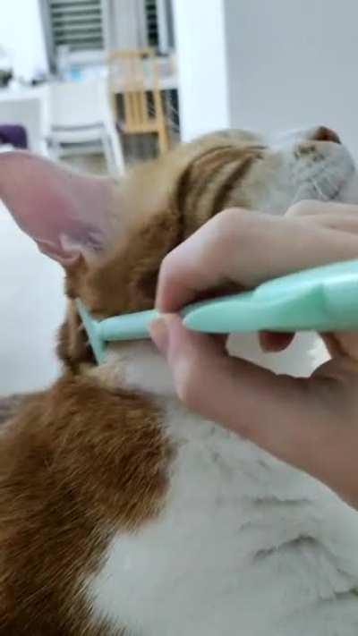 Backscratcher repurposed