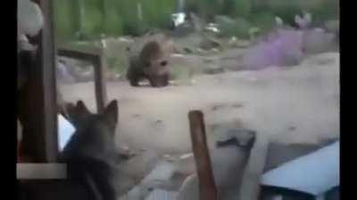 Three workers record their last moments before being killed by a brown bear