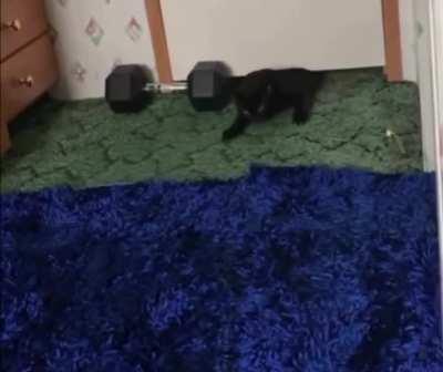 So, putting a weight in front of the door to stop the cat from coming in didn't work... Next