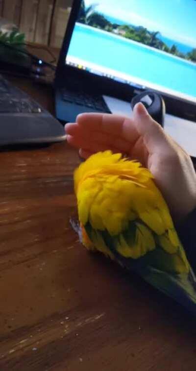 will scooch for cuddles