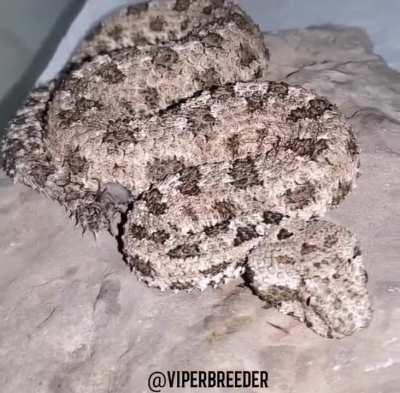 Spider-tailed horned viper (detail in comments)