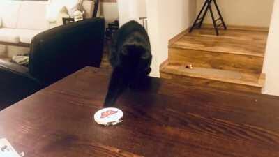 Cat vs Cross Stitch, age old rivals.