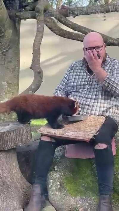The only Red Panda experience like this in the UK!