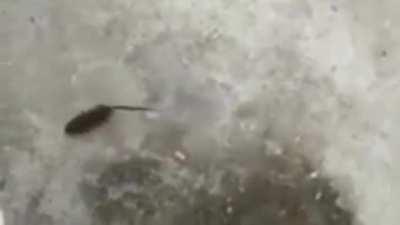 Yes, another chiza jojoke