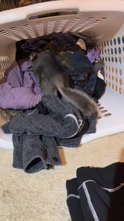 Charlie helping me do laundry