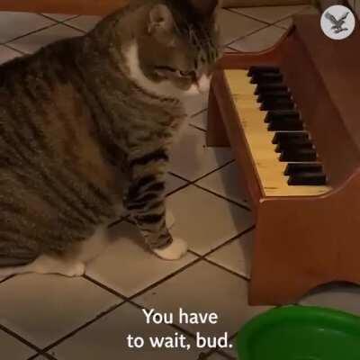 Let me play you a song, it’s called my food bowl is empty