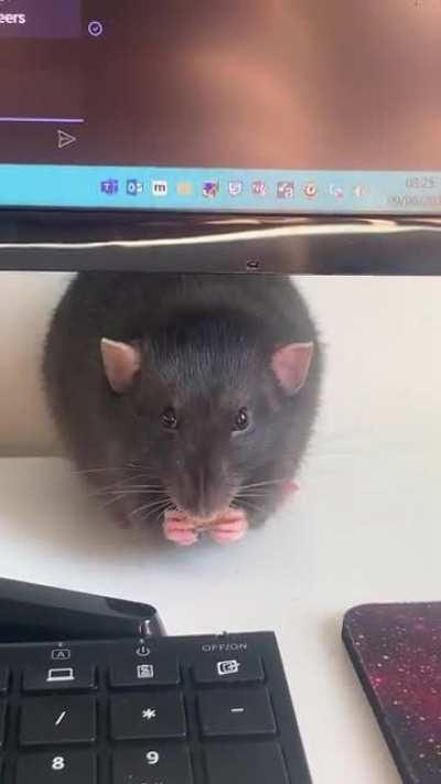 Ratatta used nibble!