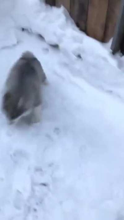 Little guy checking out his new digs.