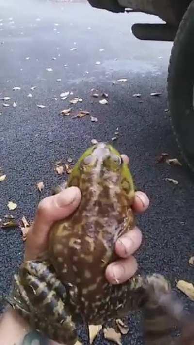 The war cry of a bullfrog [REQUEST]