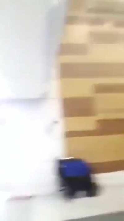 Cat catches a bat mid air