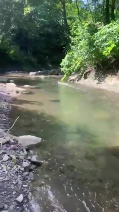 Waterfowl skims the surface