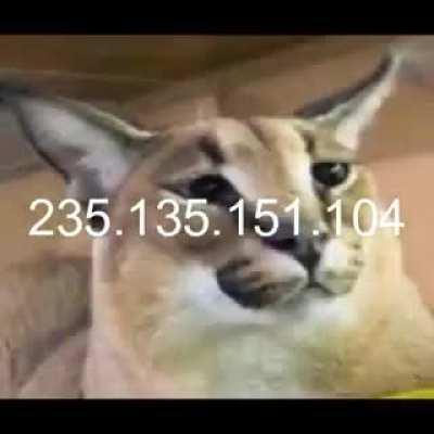 i tried doing that one meme also happy floppa friday!