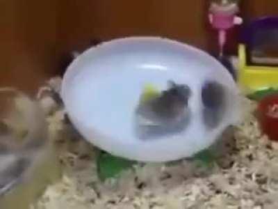 Running Hamsters