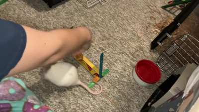 My pet rat Pistachio is starting to learn flyball!