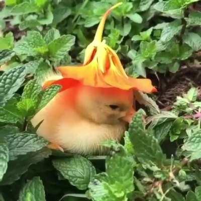 A sleepy duck under a flower sun hat.