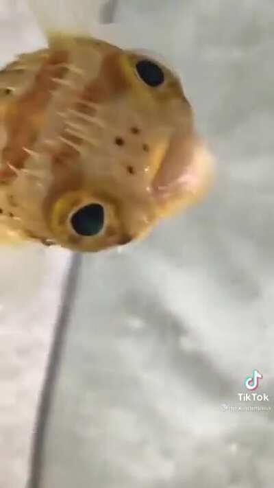 Cute puffer
