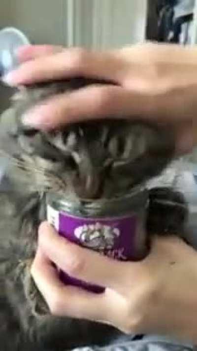 to stop the kitty..