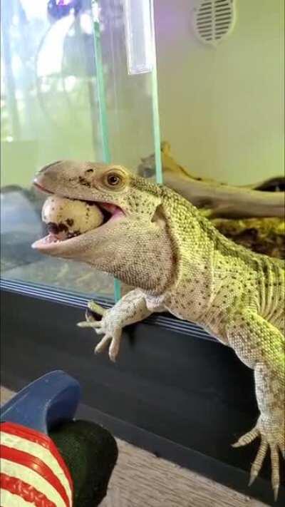 Elon the White Throat Monitor 