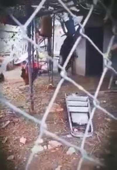 I'm donating this goat due to lack of space.