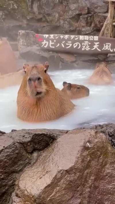 Just some Japanese capybaras in a sauna