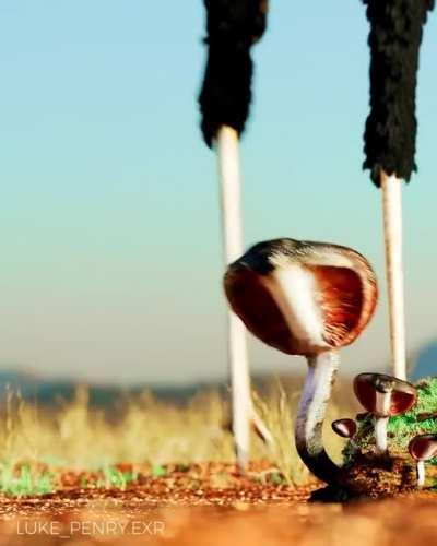 The Cobras Secretary