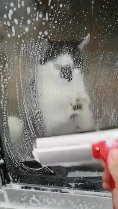 Maybe she was a window washer in another life?