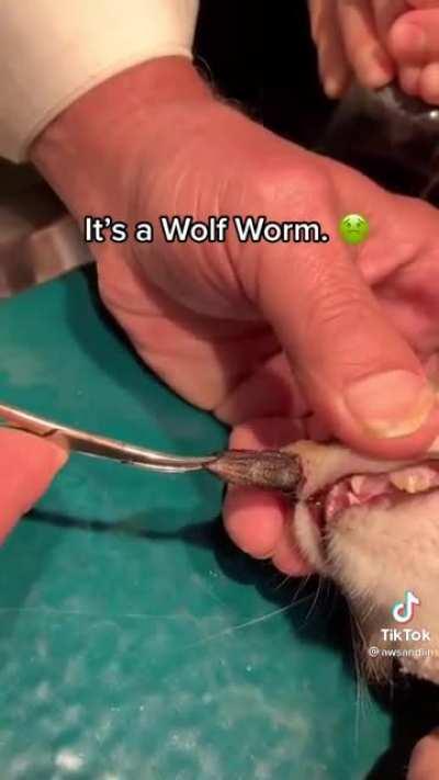 Thanks, I hate nose worms