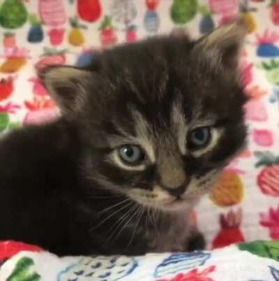 What a nice squeaky cats...