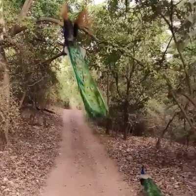 🔥 Peacock taking off