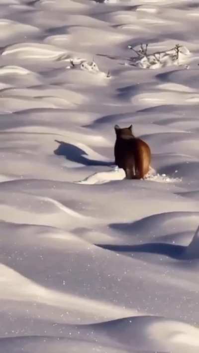 Avistamiento de un Puma caminando por un campo nevado en Santa Cruz