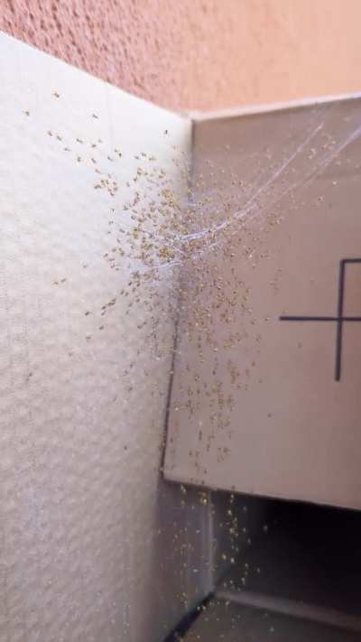 Some spiders hatched on our balcony today