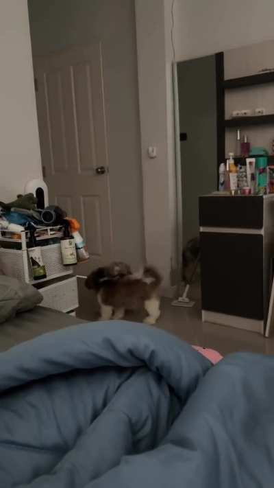 Teddy’s home! (also special feature - see how Toffee isn’t such a baby, he just wants to be 🤣)