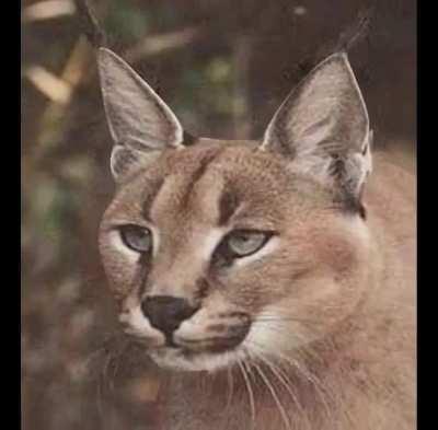 I fucked around with an app and made this