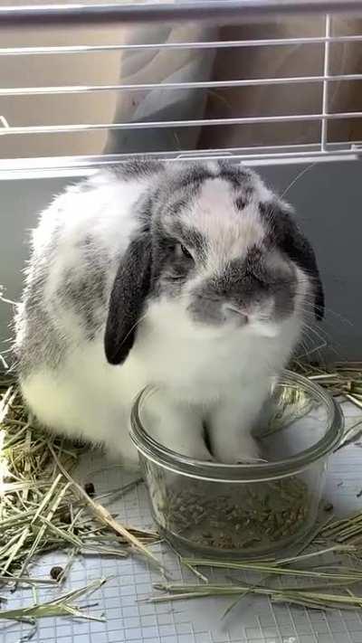 His little ears whenever he eats